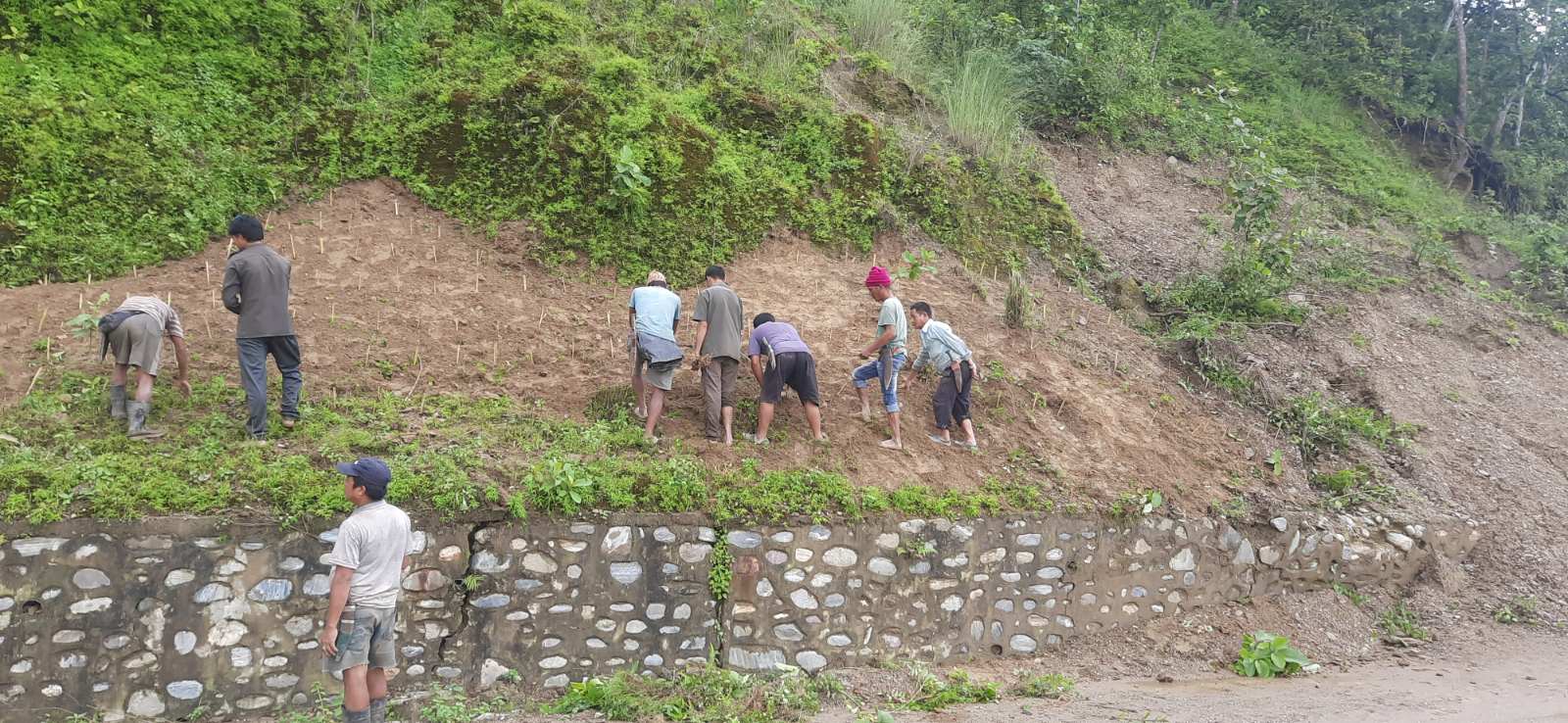 पहिरो रोकथाममा ‘बायो इञ्जिनियरिङ’