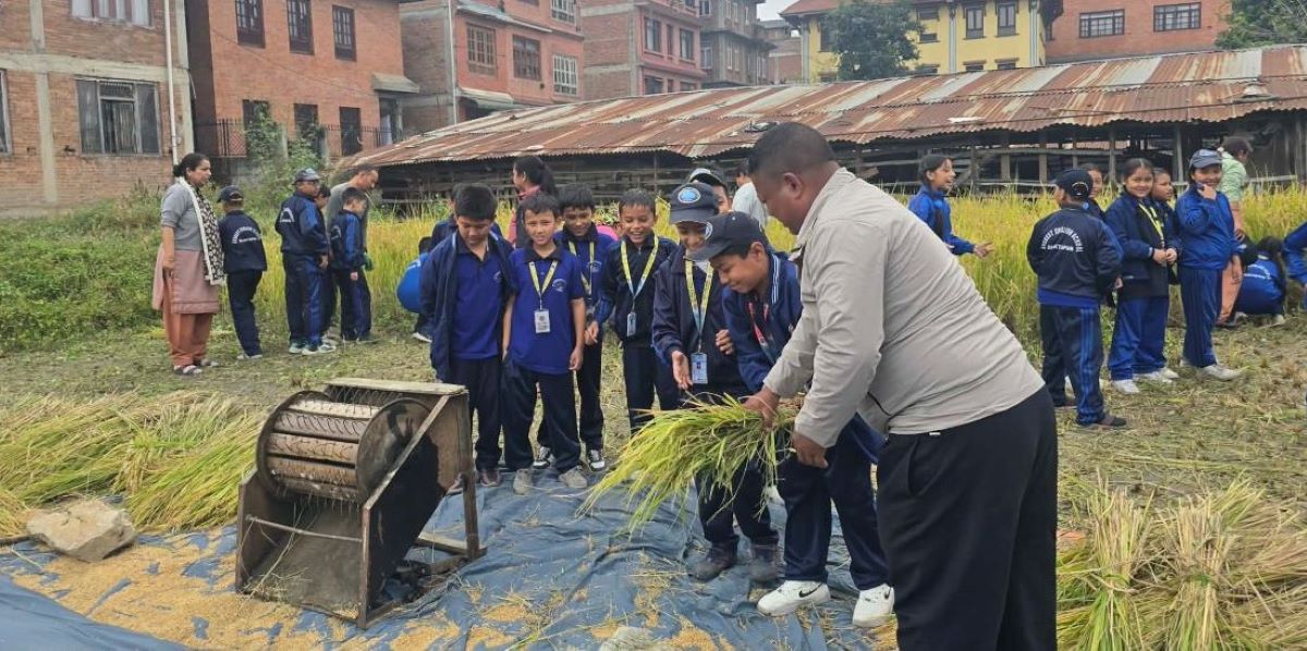 धान काटेर, चुटेर थन्क्याउँदै ससाना विद्यार्थी
