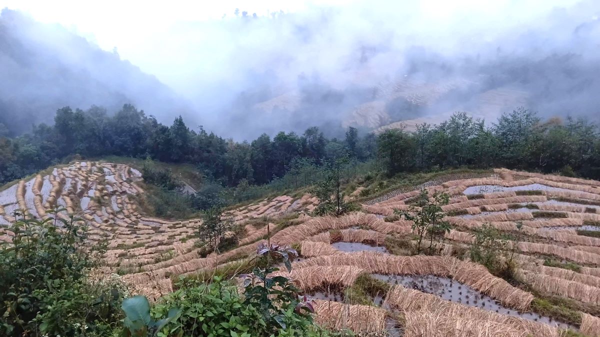 पहेँलपुर धानमा पानी प्रकोप, किसान चिन्तित