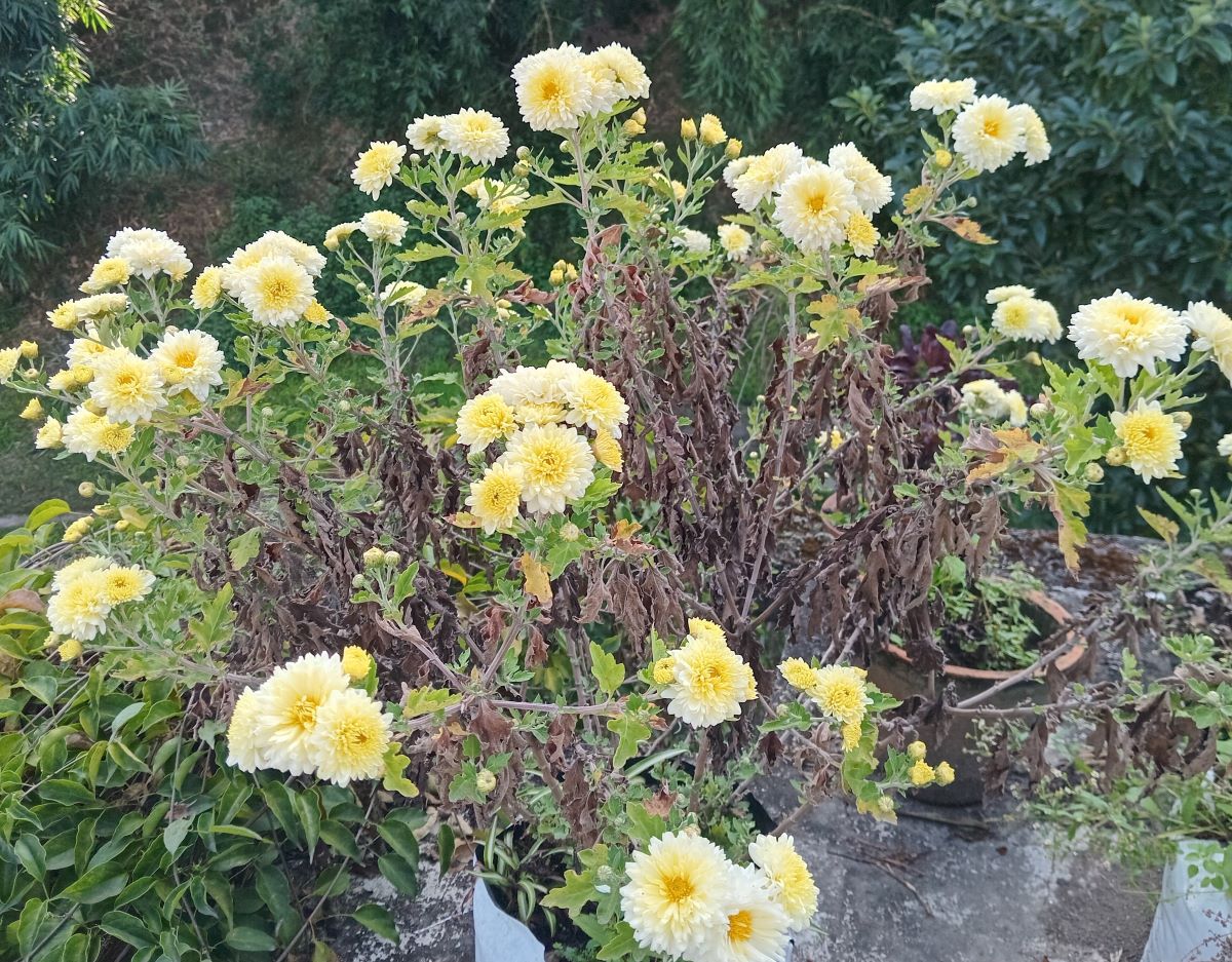 आजको पञ्चाङ्ग, ग्रहगोचर