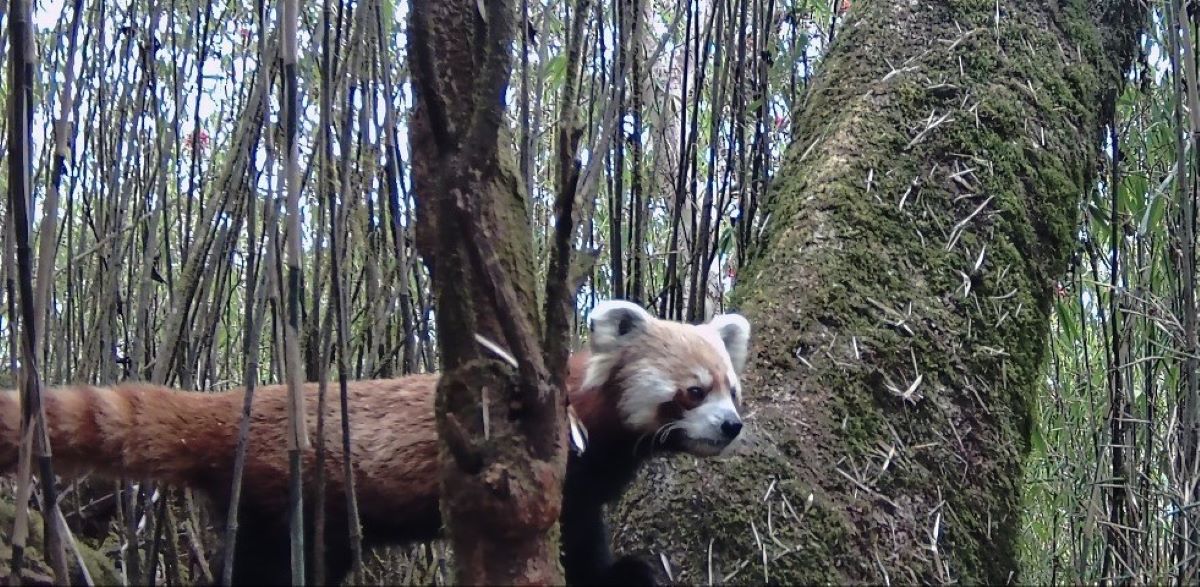 रेडपाण्डा खोज्न क्यामेरा ट्यापिङ्ग