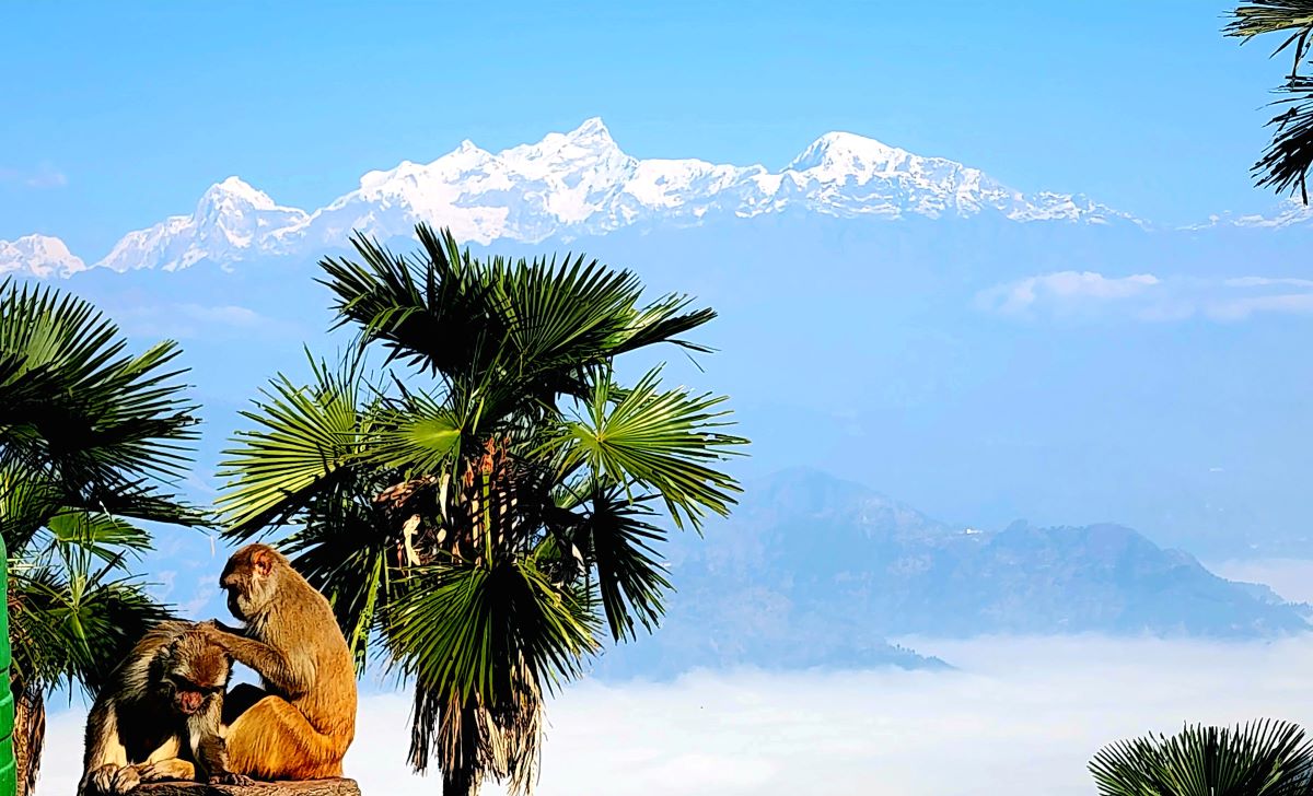 पारिलो घाममा प्रेमिल पल : पृष्ठभूमिमा  मनास्लु हिमाल