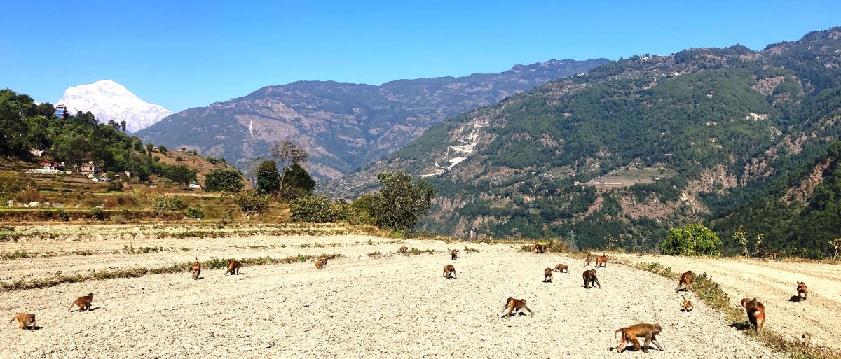 खेतमा काम गर्दे बाँदर  ….!?