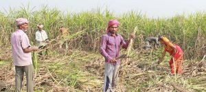 गुलियो उखुखेतीको अमिलो कथा 