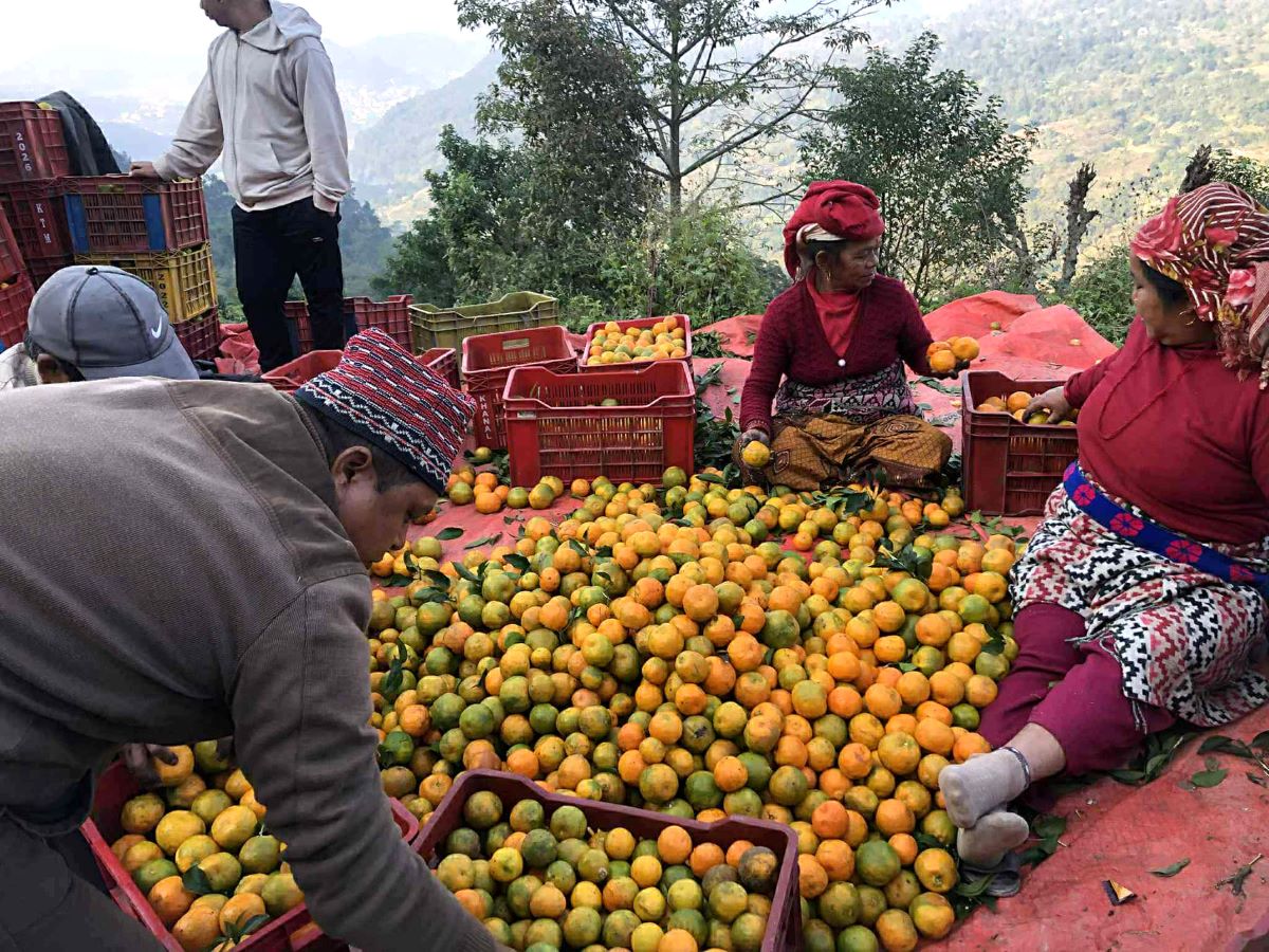 एउटै गाउँबाट रु दुई करोडभन्दा बढीको सुन्तला बिक्री