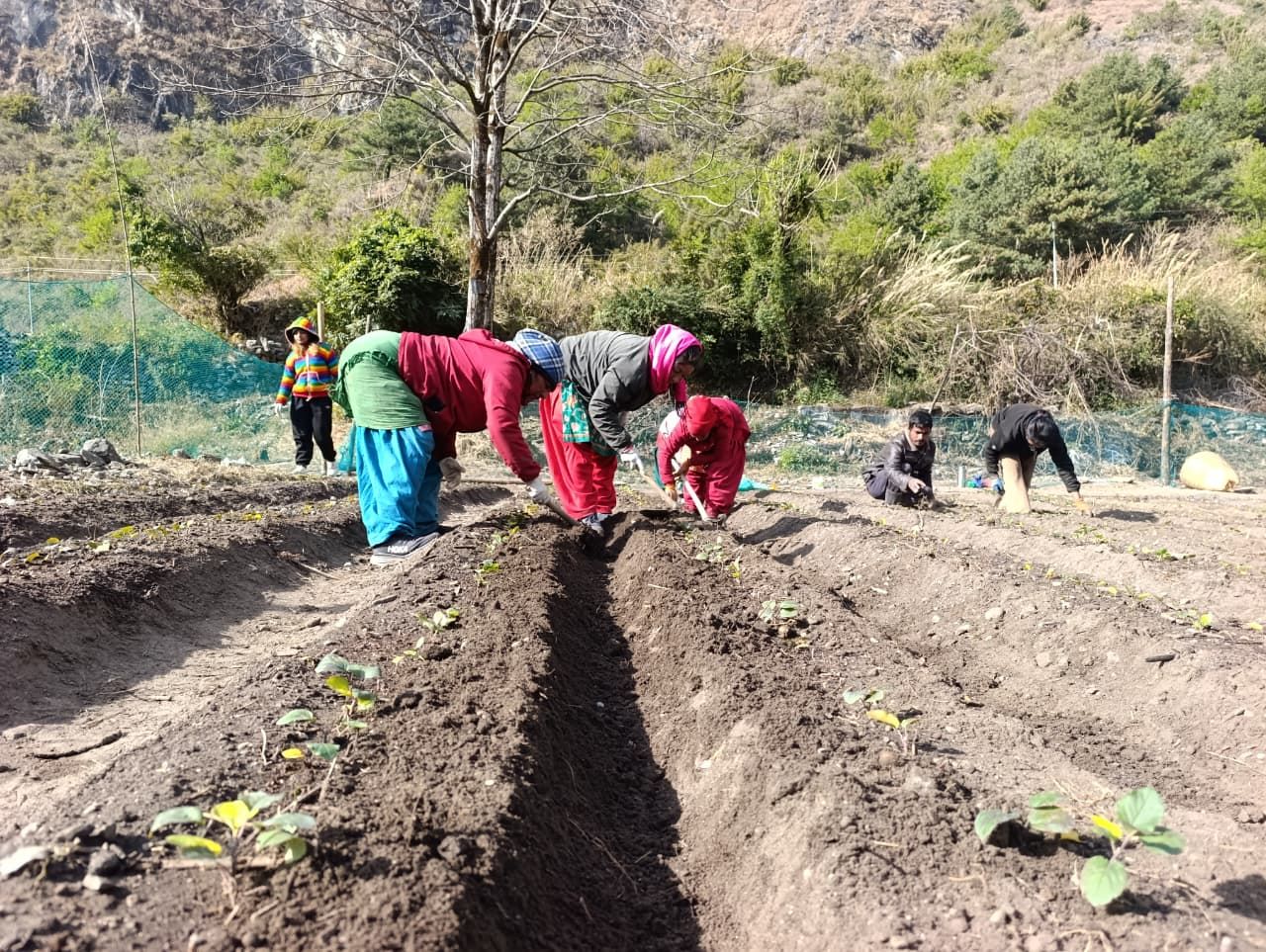 मुस्ताङको बागवानीमा ‘हाईब्रिड’ स्याउका बिरुवा उत्पादन  सुरु