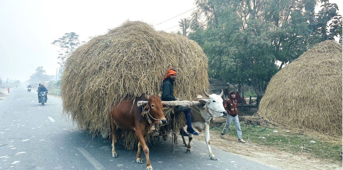 धानको पराल, गाईबस्तुको खजाना