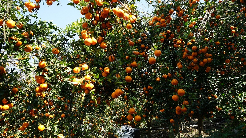 अन्यत्र निख्रिएपछि सुन्तला टिप्दा किसानले पाए दोब्बर मूल्य