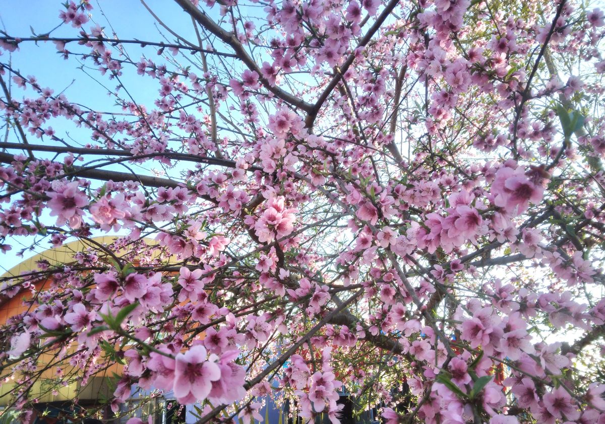 ढकमक्क फुलेको आरुको फूल