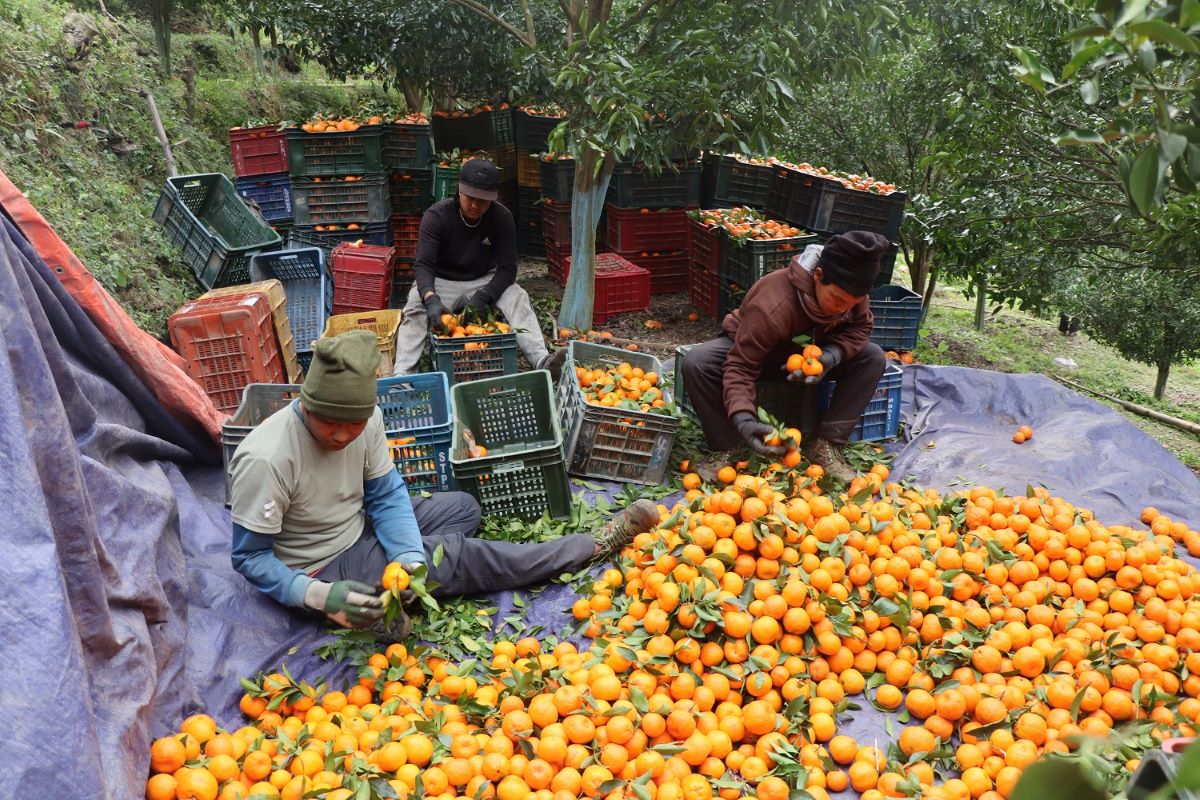 म्याग्दीको अन्नपूर्ण : सुन्तला बेचेर चार करोड