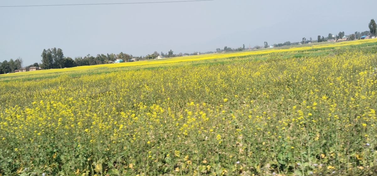 दाङमा तोरीखेतीको क्षेत्रफल र उत्पादन बढ्दै