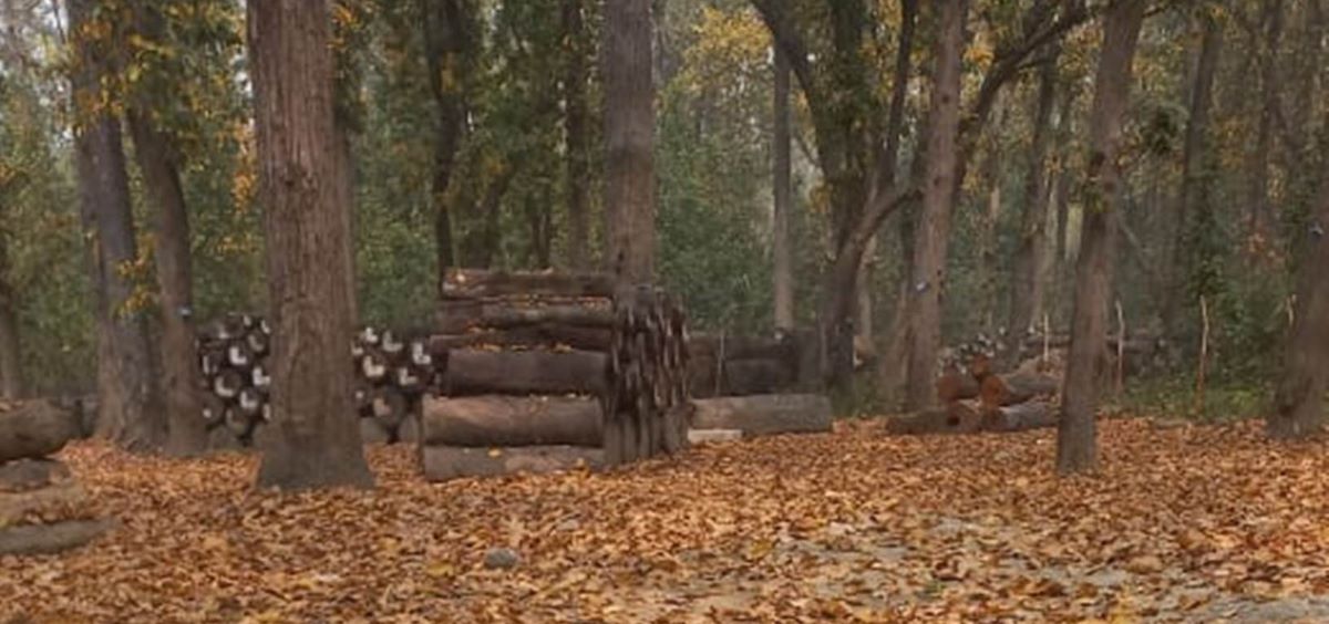 कमजोर पूर्वतयारी,बढ्दो डढेलोको जोखिम