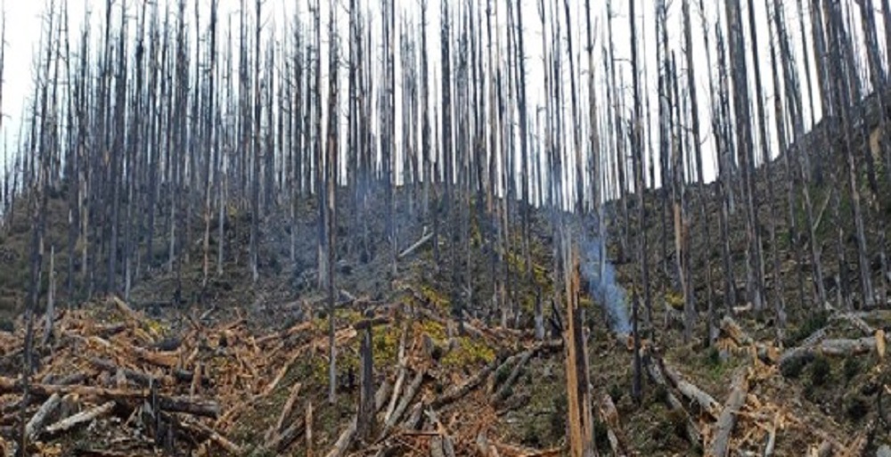 डढेलोले प्रभावित वनमा ‘ड्रोन’बाट वनस्पतिका बीउ छरिदै