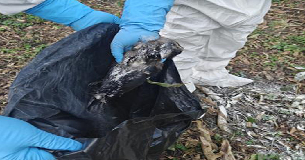 कीर्तिपुरमा मरेका कागमा बर्ड फ्लू