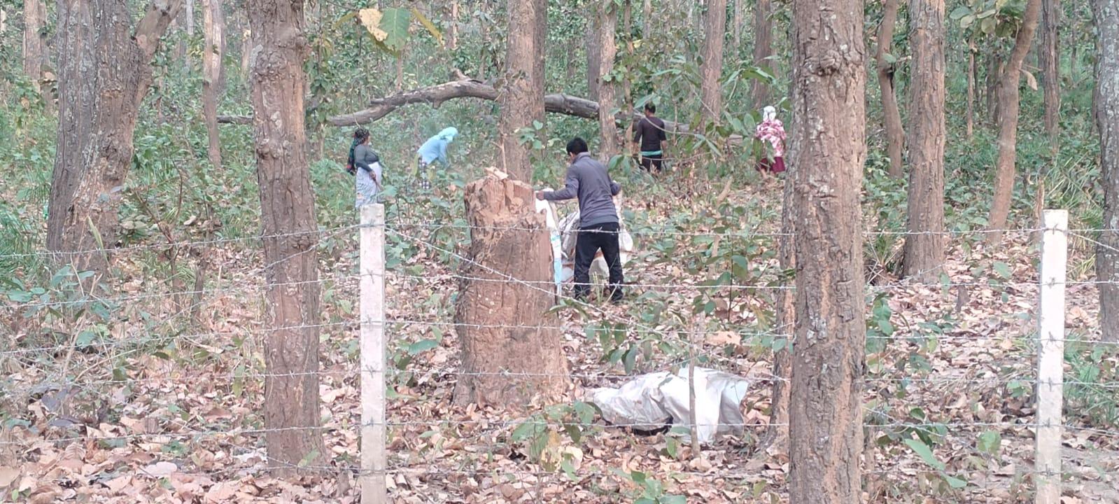 परवल खेतीका लागि  पातपतिङर सोहोर्ने चटारो 