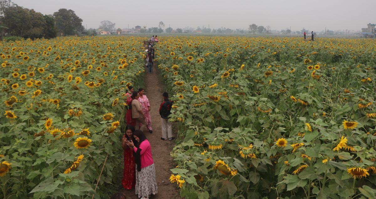 सूर्यमुखी बगानमा टिकटक बनाउनेको घुँइचो