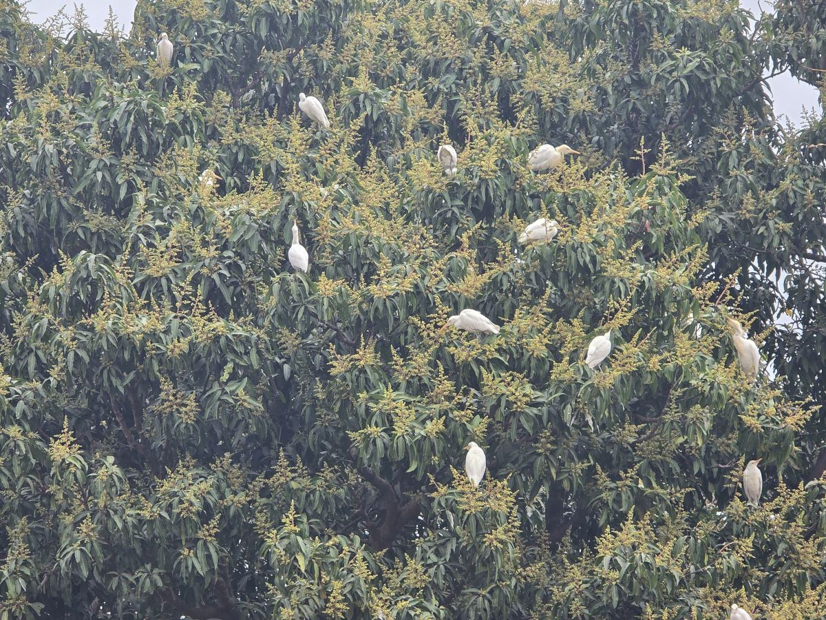 आजको पञ्चाङ्ग, ग्रहगोचर