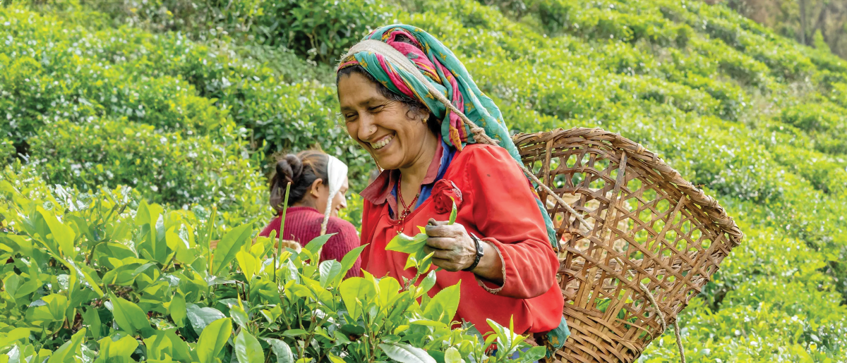 फस्ट फ्लस टिपाइको उच्च गुणस्तरको चिया : अधिकांश विदेश निर्यात