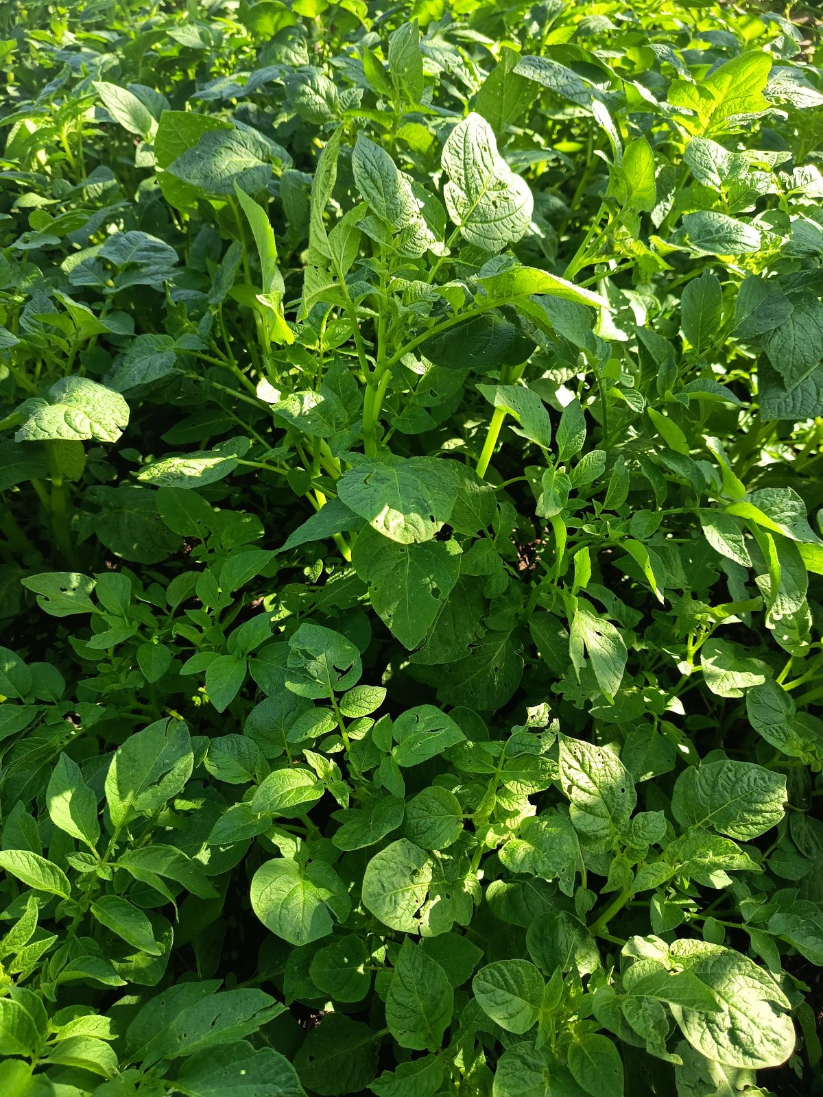 हिमपात हुँदा प्रफुल्ल किसान : आलु उत्पादन बढ्ने विश्वास