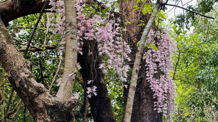 नयाँ वर्ष उत्वस : घुमफिर , धर्मकर्म, मेलाजात्रा