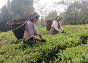 चिया निर्यात समस्यामा कर्मचारीको विशेष कार्यदल गठन
