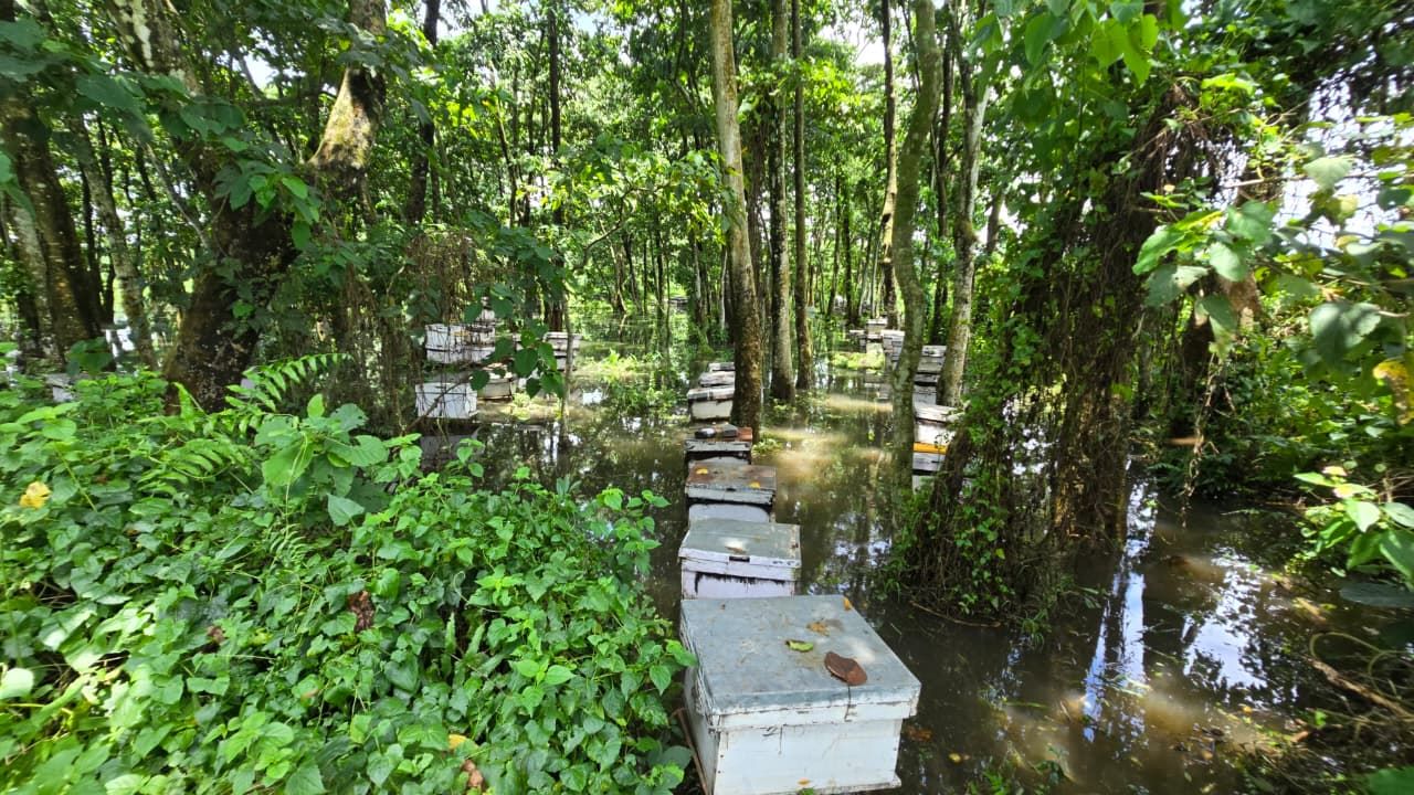 अविरल र अधिक वर्षाको असर मौरीपालनमा स् रत्ननगरमा चरन क्षेत्रका मौरीघार बगायो