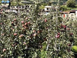 पचाङ्ग, ग्रहगोचर : आज अन्तर्राष्टिय युवा दिवश