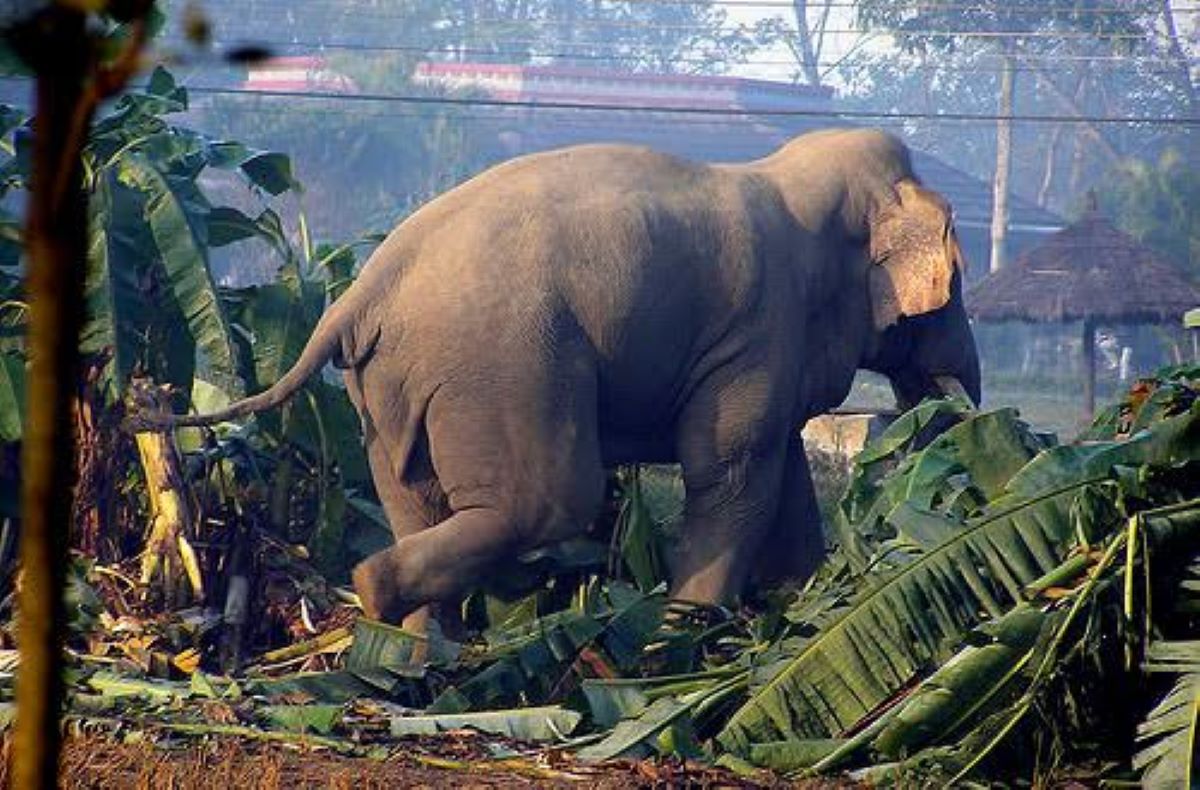 झापामा मानव–हात्ती द्वन्द्वः १६ वर्षमा ८० जनाको ज्यान गयो,२८ हात्ती मरे 