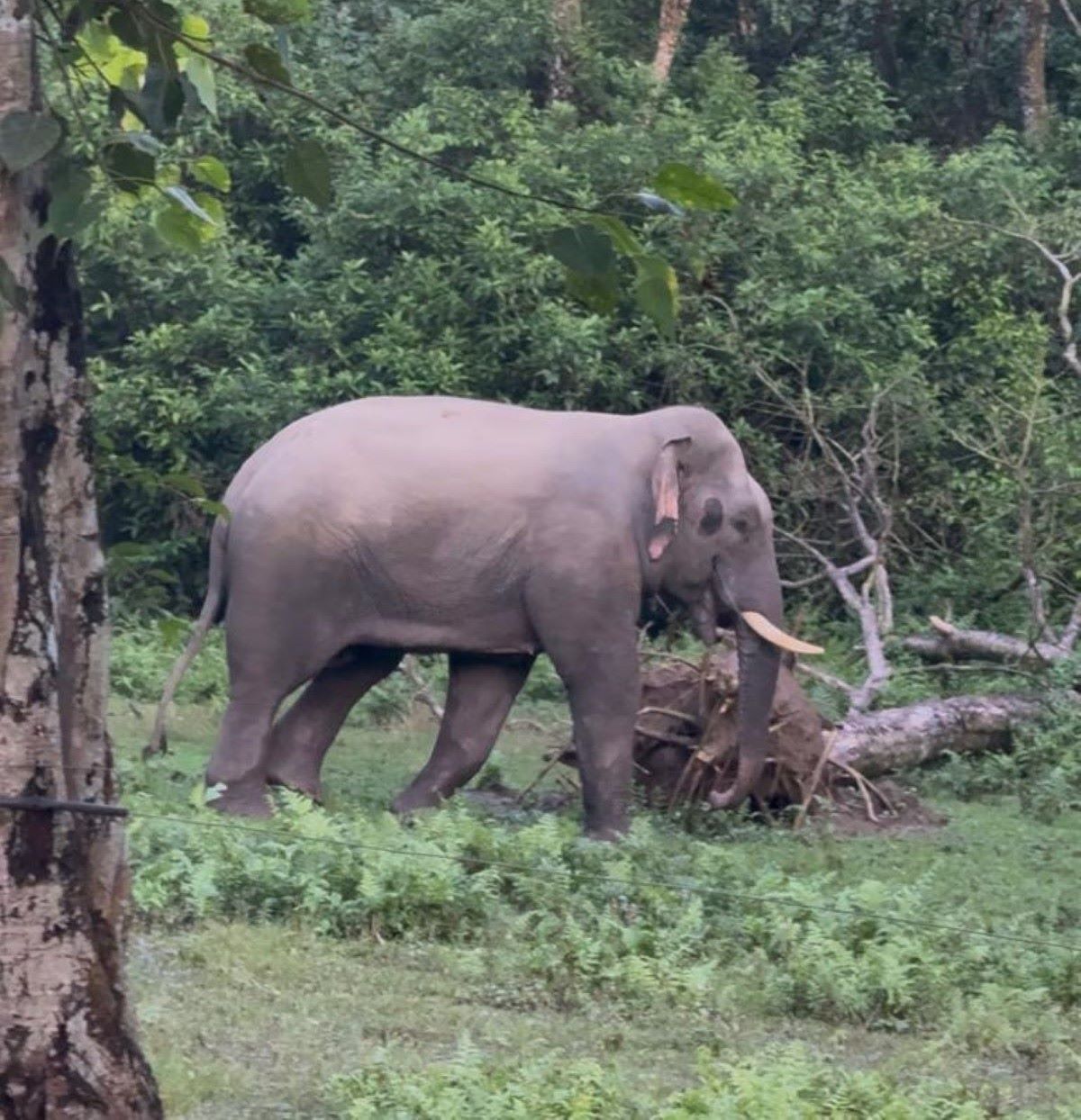 ध्रुर्वे, गोविन्दे,रोनाल्डो एक्लिएको बेला सौराहा मध्यवर्ती क्षेत्रमा नयाँ जङ्गली हात्ती